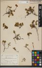 Foto von Salix herbacea L.